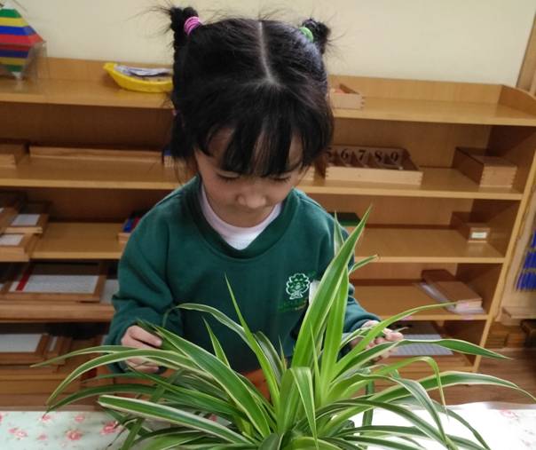 跨世紀蒙氏教育孩子的觀察力故事,邀你來看!